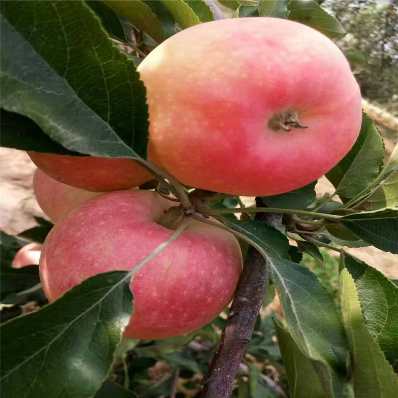 山农红苹果苗、烟富3号苹果苗修剪技术