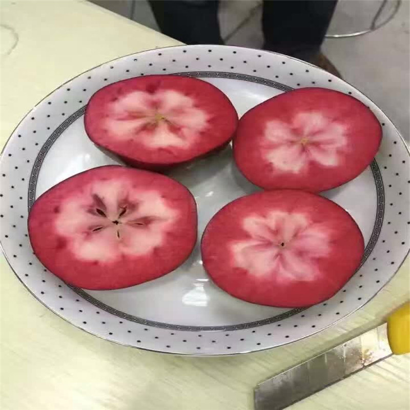 山农红苹果苗、烟富3号苹果苗修剪技术