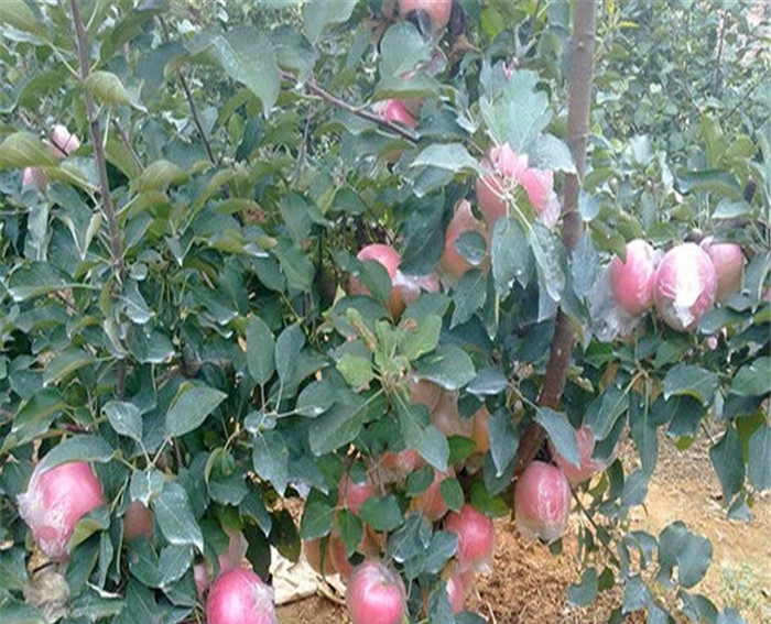矮化苹果树苗销售网