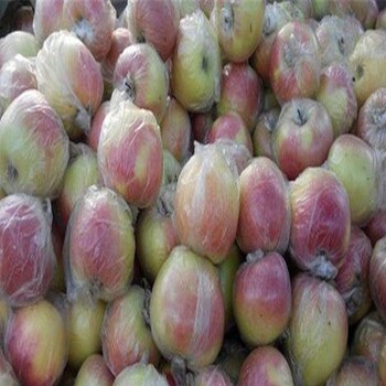 瑞陽蘋果樹苗造價
