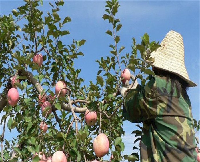 红富士苹果苗夏季管理技术