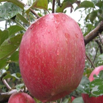 大紅榮蘋果樹苗基地