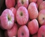 黄金维纳斯苹果苗种植方法