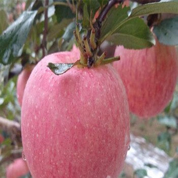 夏红苹果树苗种植之乡