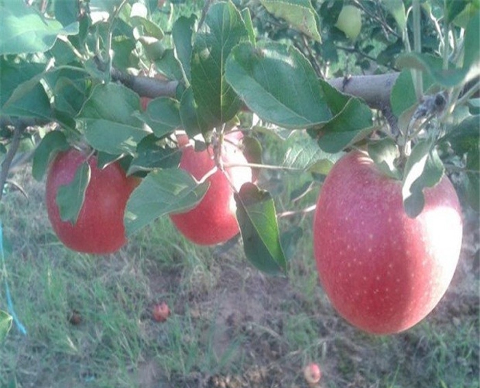 红肉苹果树苗种植厂家