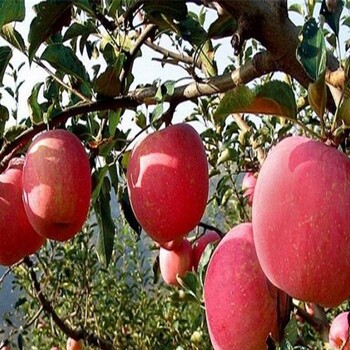 凯威苹果苗种植基地