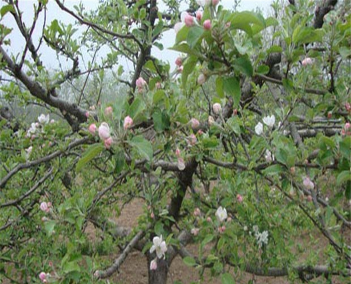 锦绣海棠苹果苗成本预算