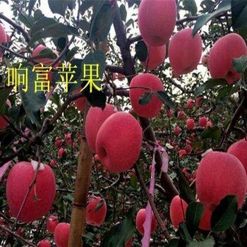 紅科普蘋(píng)果苗成活率