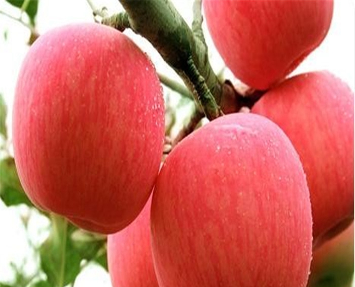 夏红苹果树苗种植之乡