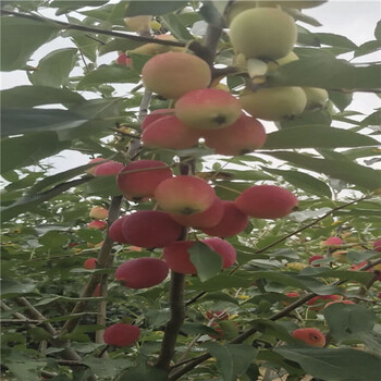 鸡心果树苗种植条件