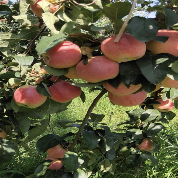 花牛蘋果樹苗價(jià)格