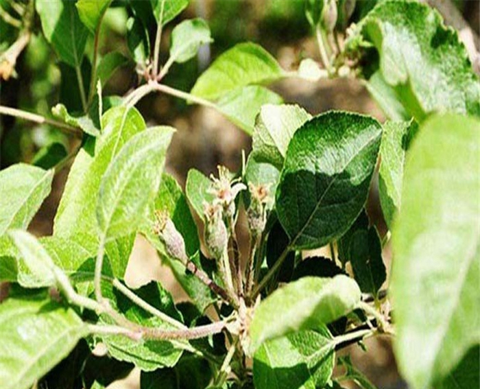 红肉苹果树苗基地