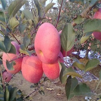潤太1號蘋果苗詢價