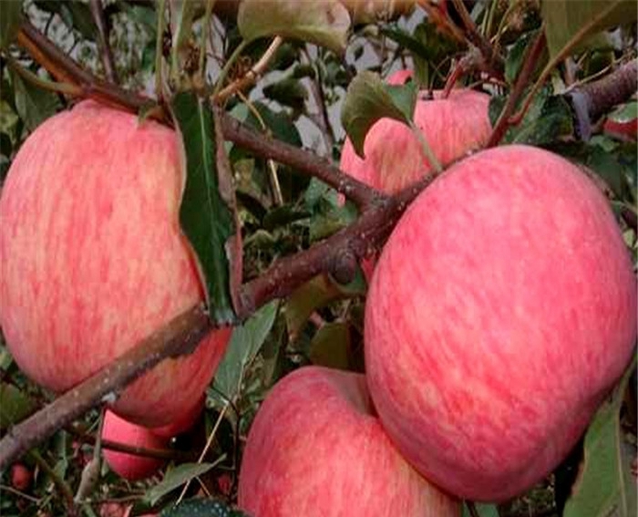 紅王將蘋(píng)果苗移栽成活率