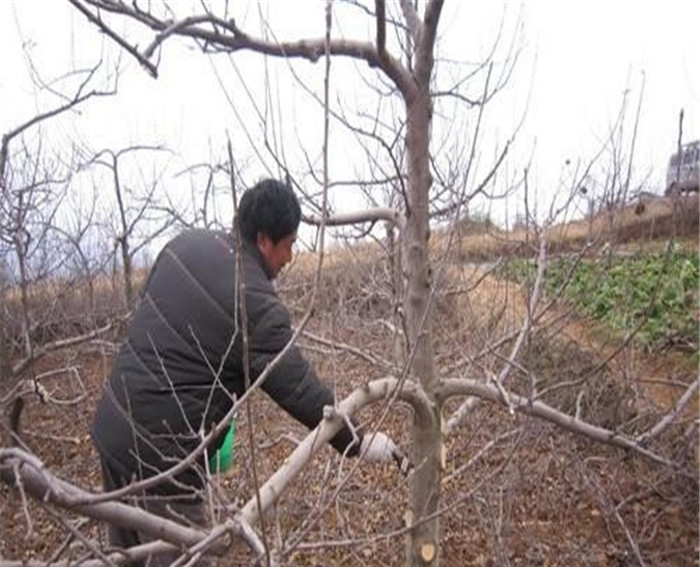 润太1号苹果苗价格行情