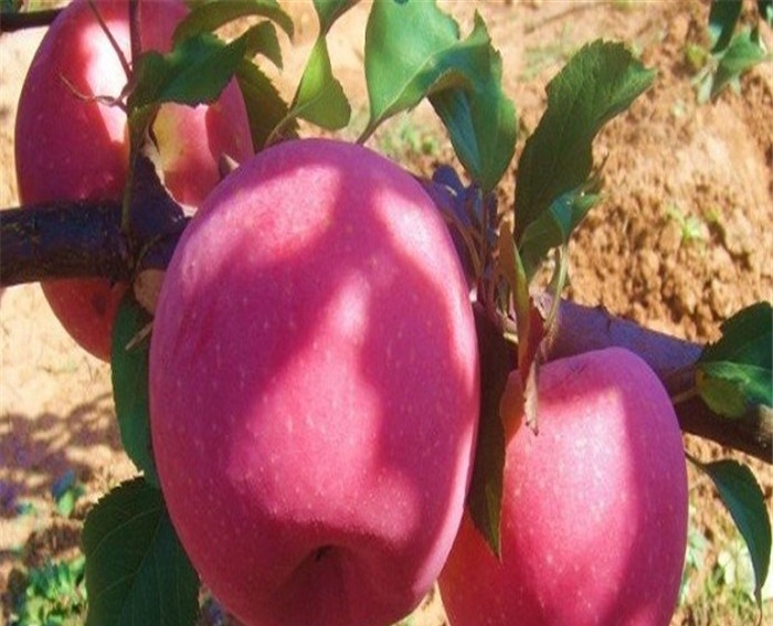 烟富0号苹果苗种植基地