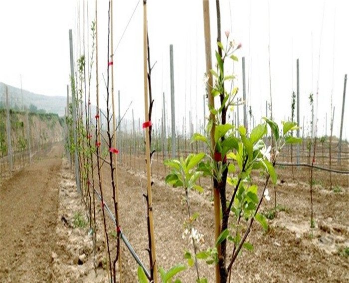 金帅苹果树苗种植方法