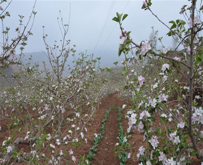 红肉苹果树苗种植厂家