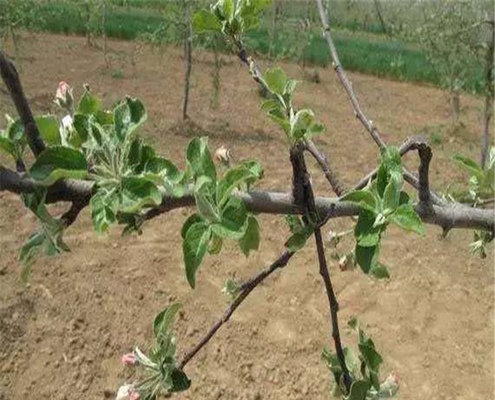 金帅苹果树苗种植方法