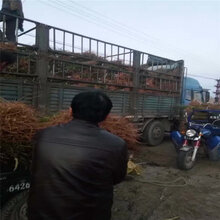 映霜红苹果苗果实大小图片
