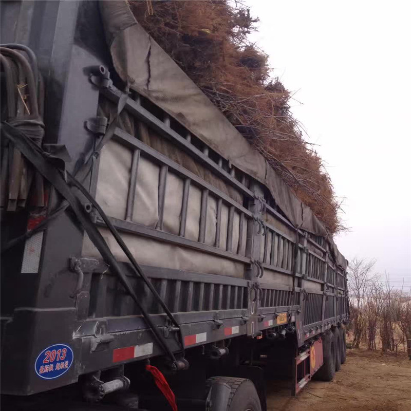 柱状苹果树苗培育基地