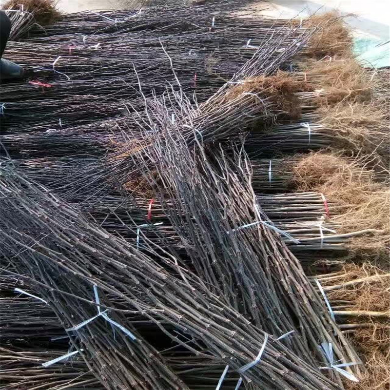 紅王將蘋(píng)果苗移栽成活率