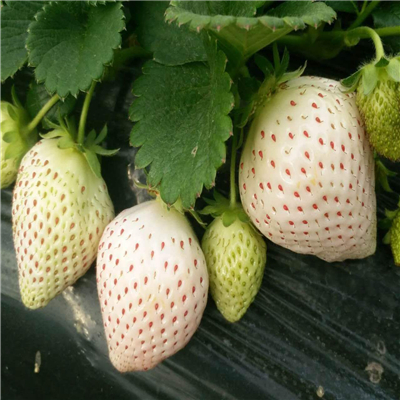 艳红草莓苗、南方适不适合种植艳红草莓苗
