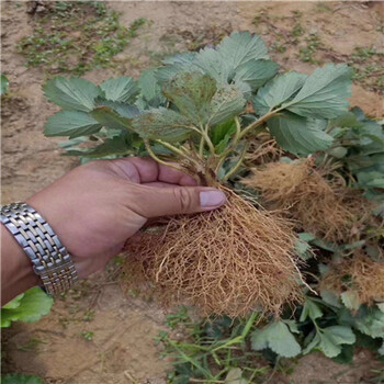 公主2號草莓苗、一年公主2號草莓苗