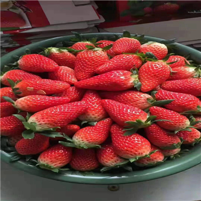 宁玉草莓苗、购买宁玉草莓苗