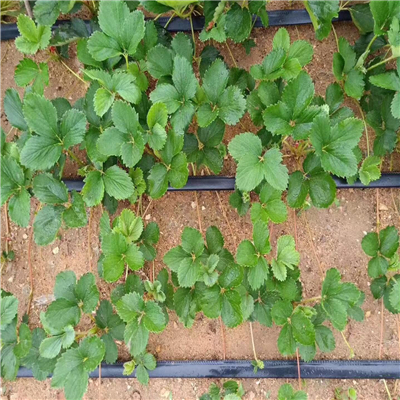 卡麦罗莎草莓苗、大棚种植卡麦罗莎草莓苗