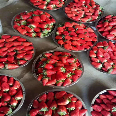 营养钵草莓苗、出售营养钵草莓苗