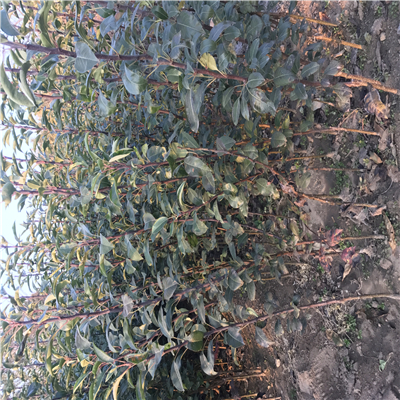 早紅霞蘋果苗