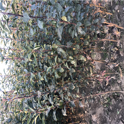 推薦矮化黃金維納斯蘋果苗