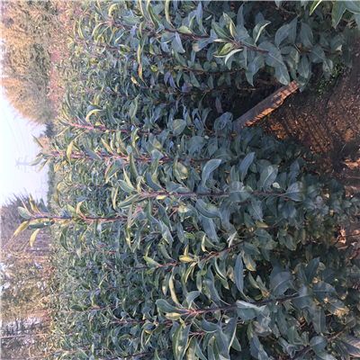 怎樣培育華碩蘋果苗