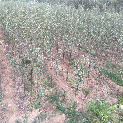 種植嫁接兩次蘋果苗