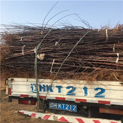 先挖現(xiàn)賣M9T337矮化自根砧木