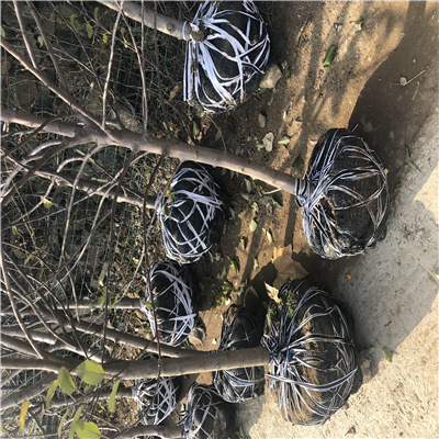 帶土出售矮化蘋(píng)果苗