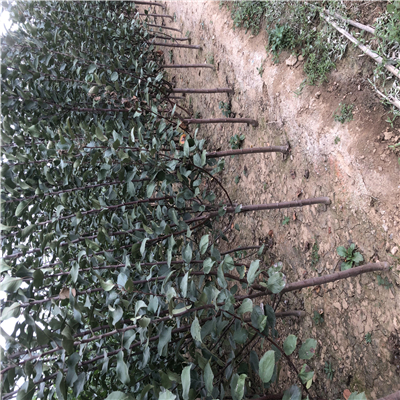 怎樣培育華碩蘋果苗