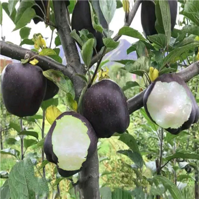 種植嫁接兩次蘋果苗