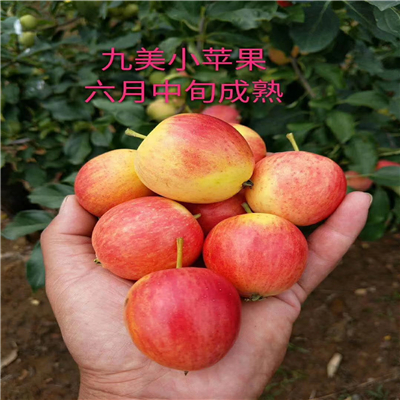 放心的矮化黃金維納斯蘋果苗