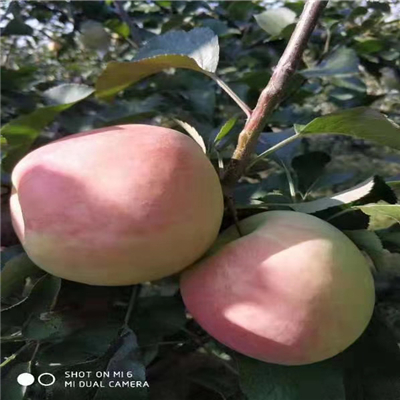 退耕還林M9T337矮化自根砧木蘋果苗