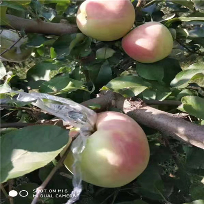 露天种植矮化双刀嫁接苹果树苗