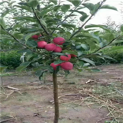 發(fā)展種植新紅將軍蘋果苗