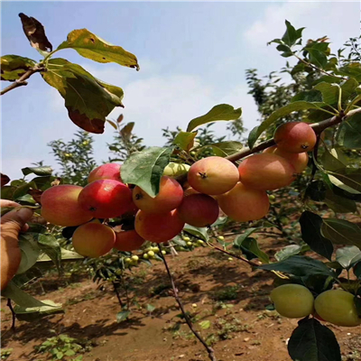 種植嫁接兩次蘋果苗