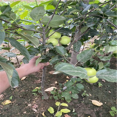 兩年M9T337矮化中間砧木