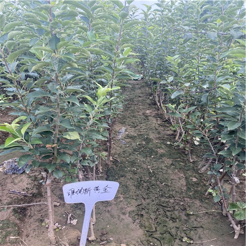 能簽訂合同的矮化華碩蘋果苗