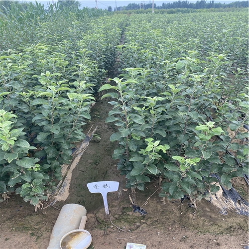三年嫁接兩次蘋果苗