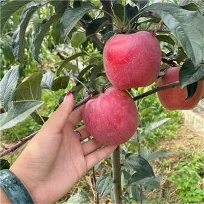 先挖現(xiàn)賣新喬納金蘋果苗