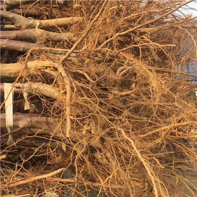 先挖現(xiàn)賣M9T337矮化自根砧木