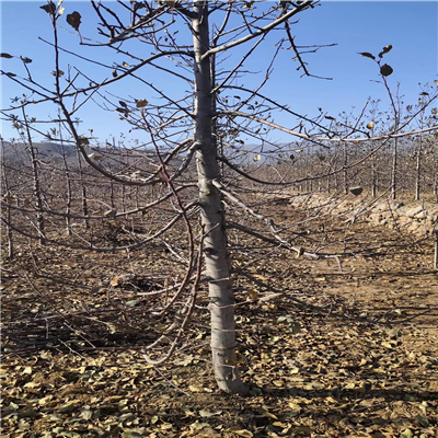 露天种植矮化双刀嫁接苹果树苗